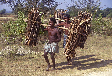 India men carrying firewood kunkuri, madhyar pradesh