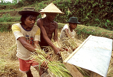 Indonesia threshing a operated treddle