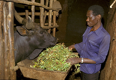 Rwanda farmer feeding cow, butare. He is using the 2zero-grazing2 method of cattle rearing.