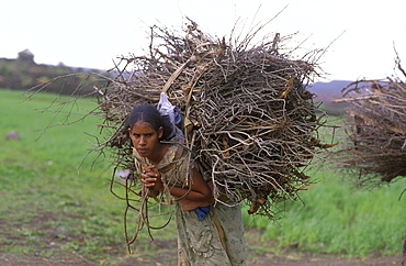 Eritrea woman carrying firewood asmara