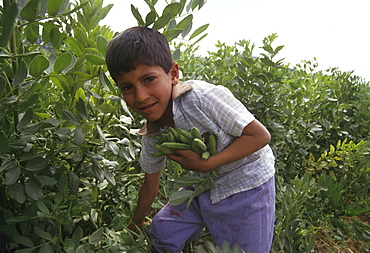 Palestine boy harvesting broad beans ithna