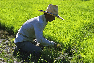 Thailand transplanting seedlings thong