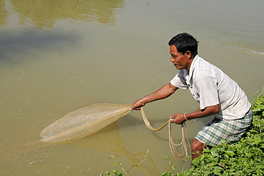 Bangladesh farid pathang using a net to catch fish from his pond, garo tribal minority, haluaghat, mymensingh region