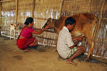 Bangladesh husband and wife of garo tribal minority milking their cow, haluaghat, mymensingh region