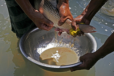 Bangladesh mixing fish roe with fish sperm to produce fingerlings, at a fish hatchery in haluaghat, mymensingh region