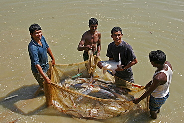 Bangladesh fish caught at a fish hatchery employing scientific methods at haluaghat, mymensingh region