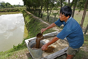 Bangladesh worker feeding fish with cow dung. Fish hatchery employing scientific methods at haluaghat, mymensingh region