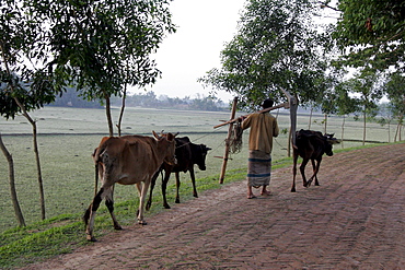 Bangladesh man carrying plouigh and leading his oxen, haluaghat, mymensingh region