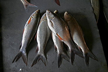 Bangladesh fish on sale at market at haluaghat, mymensingh region