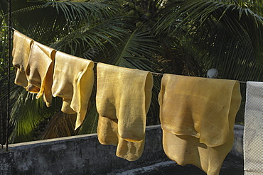 Indiarubber drrying in sun, after being harvested from trees around.