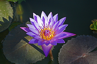 Myanmar lotus flower 