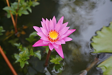 Myanmar lotus flower 