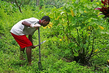 Fiji atanasio dianiroue, 24, cultivating yaqona, the plant which produces kava, taveuni photo by sean sprague