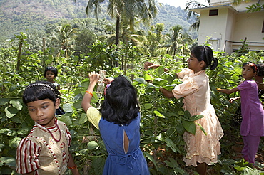 India. Girls working in vegetable plot. Mary matha bala bhavan, a girls orphanage run by syro-malabar catholic missionary sisters of mary immaculate (msmi), chamal village, thamarassery diocese, khozikode, kerala. 2007   