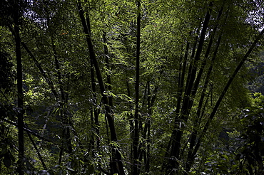 Jamaica. Tropical vegetation near montego bay