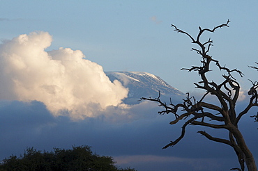 Kenya. Sunset landscape with trees and mount kilimanjaro in background. Amboseli national park