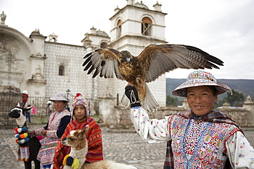 Peru. Woman with eagle, yanque, colca canyon