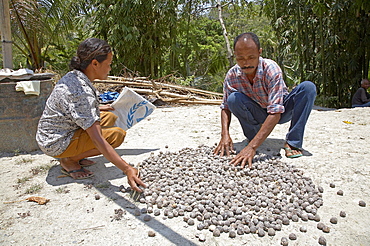 East timor. Marcelino de costa and domingas de sousa, candlenut farmers, drying nuts in the sun. Baucau