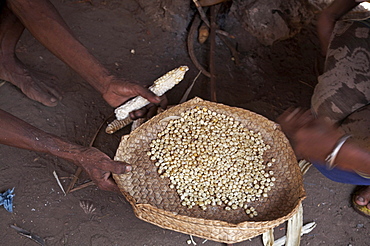 East timor family of armanda suni and sebastian anin and children preparing meal of corn and vegetables, aosera village, oecussi-ambeno