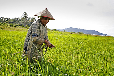 Indonesia irawati, a woman farmer weeding her rice field in blang situngkoh, pulo aceh, aceh. this will be the first rice harvest since the tsunami. 2 years after the tsunami