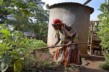 Uganda in the home of najjemba teopista, farmer of kasaayi village, kayunga district. teopista cultivating the garden. a rainwater harvesting tank stands in background