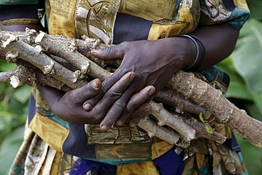 Uganda close-up of cassava stems which will be planted and soon sprout. kayunga district