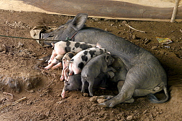 CAMBODIA Mother and baby piglets, Ban Bung village, Stung Treng district