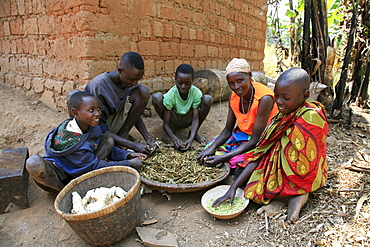 Burundi nduwamahoro, active non,violence peace building project, supported by sciaf. In the home of grandmother ntezahorigwa pelagie, 60. The family preparing food: taking beans from their pods, cleaning peas and peeling cassava, their staple diet.