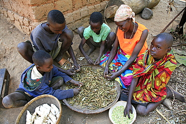 Burundi nduwamahoro, active non,violence peace building project, supported by sciaf. In the home of grandmother ntezahorigwa pelagie, 60. The family preparing food: taking beans from their pods, cleaning peas and peeling cassava, their staple diet.