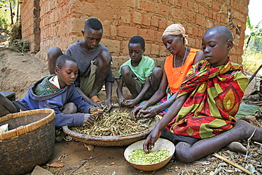 Burundi nduwamahoro, active non,violence peace building project, supported by sciaf. In the home of grandmother ntezahorigwa pelagie, 60. The family preparing food: taking beans from their pods, cleaning peas and peeling cassava, their staple diet.