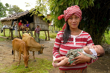 CAMBODIA Lib Kham (23) with her newborn baby, and cows, Ban Bung village, Stung Treng district