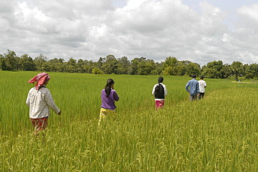 CAMBODIA Rice fields, Ban Bung village, Stung Treng district. 