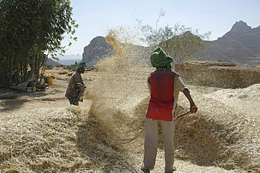 Agriculture, ethiopia. Ghiraltar, tigray, farmers winnowing wheat,