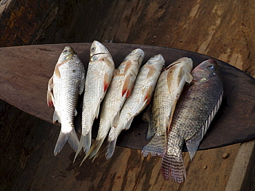 Colombia fish caughtn in the rio magdalena, barrancabermeja