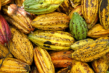 BOLIVIA ECOTOPS projects in Alto Beni. Harvested cacao fruits