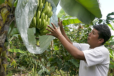 BOLIVIA ECOTOPS projects in Alto Beni. ECOTOPS technician Fortunato Velasquez Marca examining bananas at a farm in Communidad Los Palmeroa