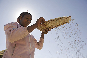 Ethiopia girl winnowing grain, wutafa, tigray