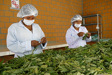 BOLIVIA Plant for processing medicinal and aromatic herbs, Chizchipani, Caranavi. The project of FUNDAWI. Cleaning and drying Salvia, a medicinal plant used for coughs and stomach problems