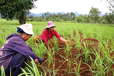 Thailand women cultivating their corn field, chiang dao village, near chiang mai