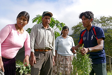 BOLIVIA Plant for processing medicinal and aromatic herbs, Chizchipani, Caranavi. The project of FUNDAWI. Local farmers visiting the demonstration plot