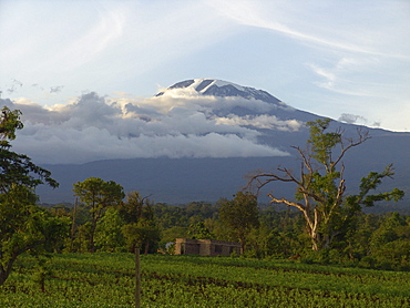 Tanzanian mount kilimanjaro in the clouds, viewed from arusha