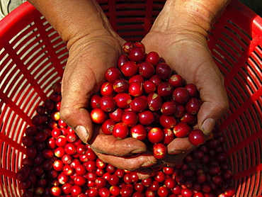 Guatemala ripe coffee beans