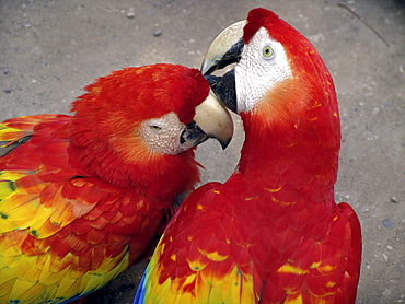 Honduras tame macaws at copan ruins