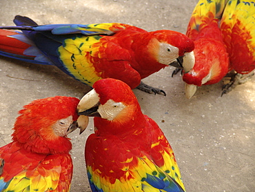 Honduras tame macaws at copan ruins