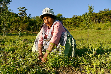 BOLIVIA Cultivating estevia which is a natural sweetener, good for diabetes, in Santa Fe, Caranavi