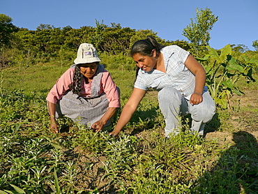 BOLIVIA Cultivating estevia which is a natural sweetener, good for diabetes, in Santa Fe, Caranavi