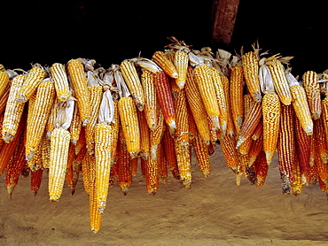 Honduras maize drying, hung up outside a farmhouse of marcala