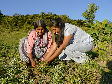 BOLIVIA Cultivating estevia which is a natural sweetener, good for diabetes, in Santa Fe, Caranavi