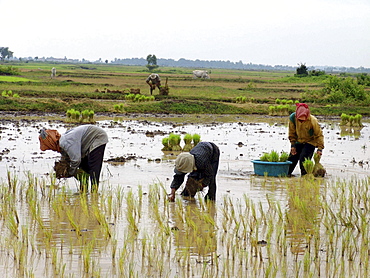 Cambodia transplanting rice in kampong thom province