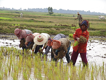 Cambodia transplanting rice in kampong thom province